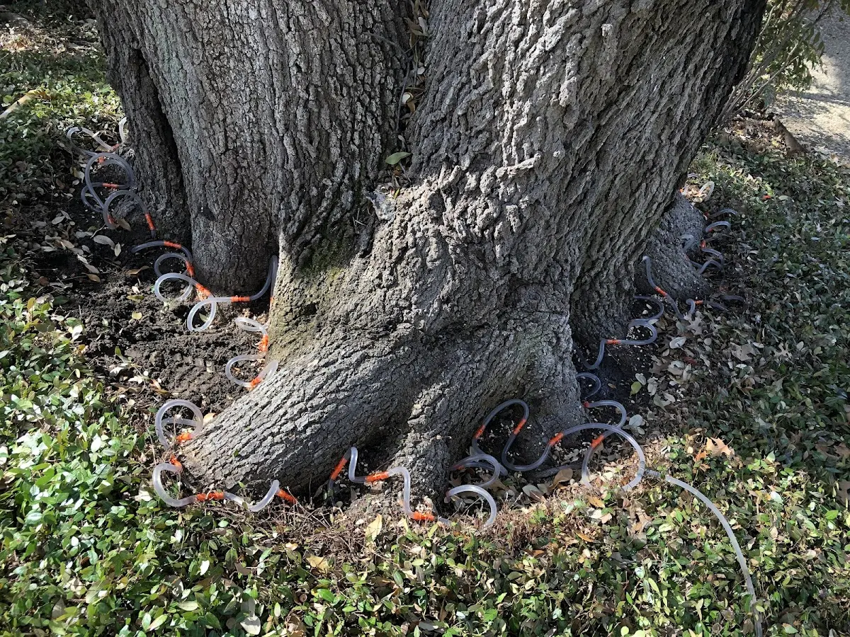 Detailed Tree Cabling and Bracing job site in Yountville