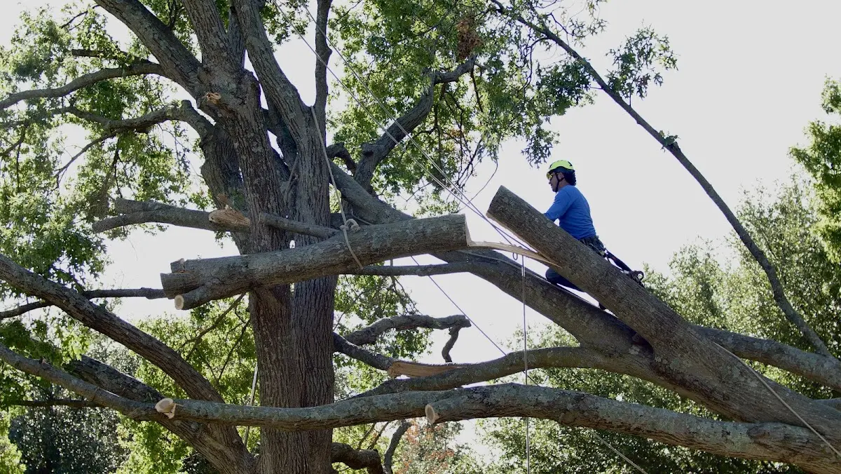 Professional Crown Thinning performed by certified arborists in Yountville